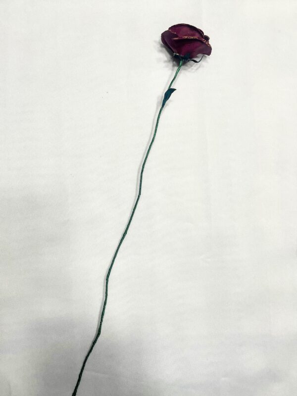 Queen Anne's Rose - Image 4